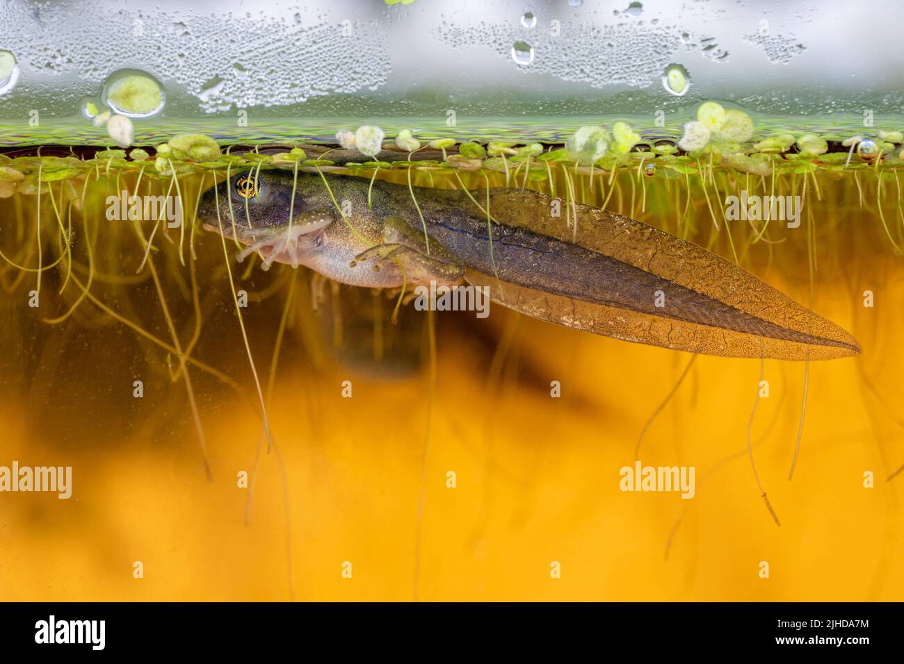 Issaquah, WA, USA.  Pacific Tree Frog froglet with four legs, still needing to absorb its tail, eating duckweed in an aquarium Stock Photo