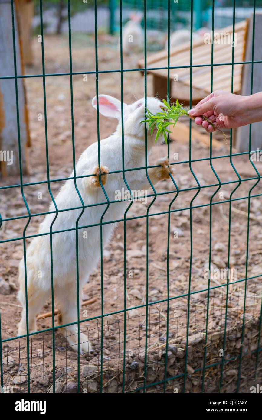 A White Rabbit Is Fed Grass Through A Grate Stock Photo Alamy a-white-rabbit-is-fed-grass-through-a-grate-stock-photo-alamy