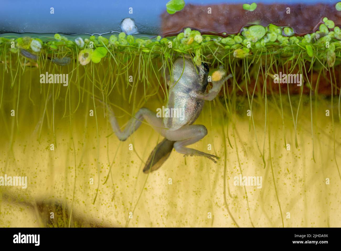 Issaquah, Washington, USA. Pacific Tree Frog tadpoles eating greenery