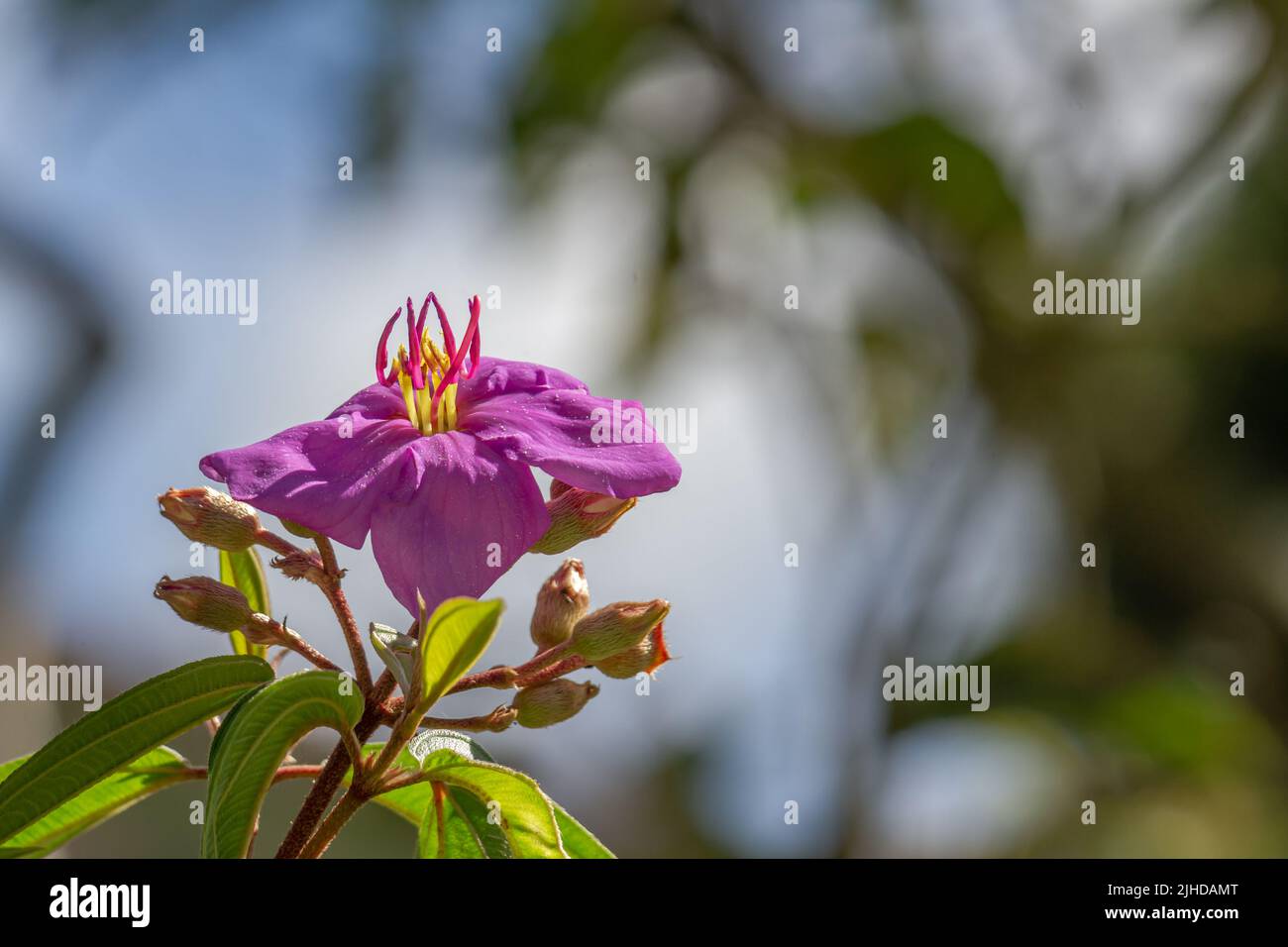 Flowers and fruit of Indian rhododendron plant, purple petals, green heart-shaped leaves with a rough surface. Mountain natural vegetation Stock Photo