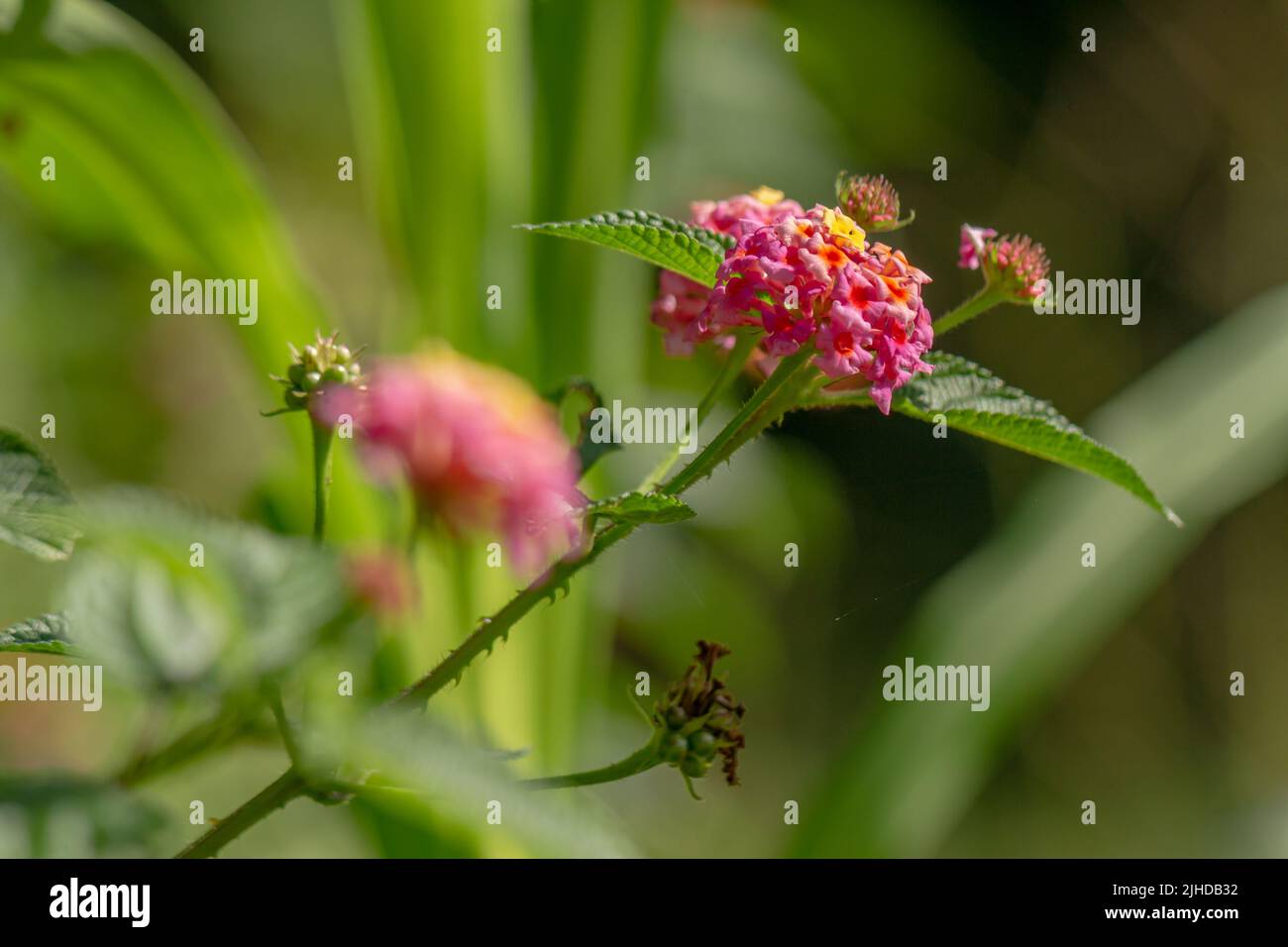 Flowers and leaves of the lantana camara plant, pink flower clusters with yellow tips, heart-shaped leaves with rough texture, mountainous natural veg Stock Photo