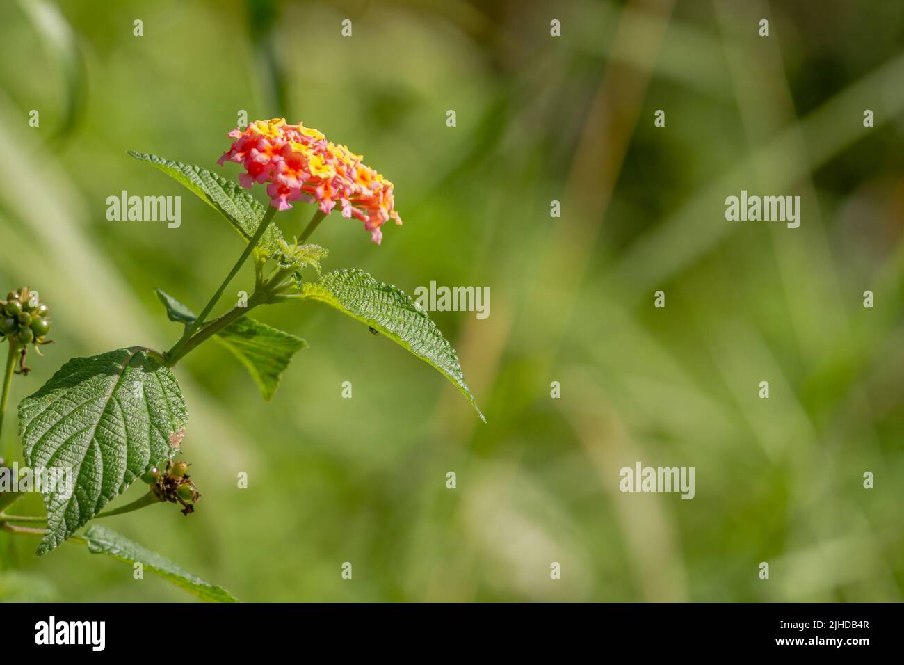 Flowers and leaves of the lantana camara plant, pink flower clusters