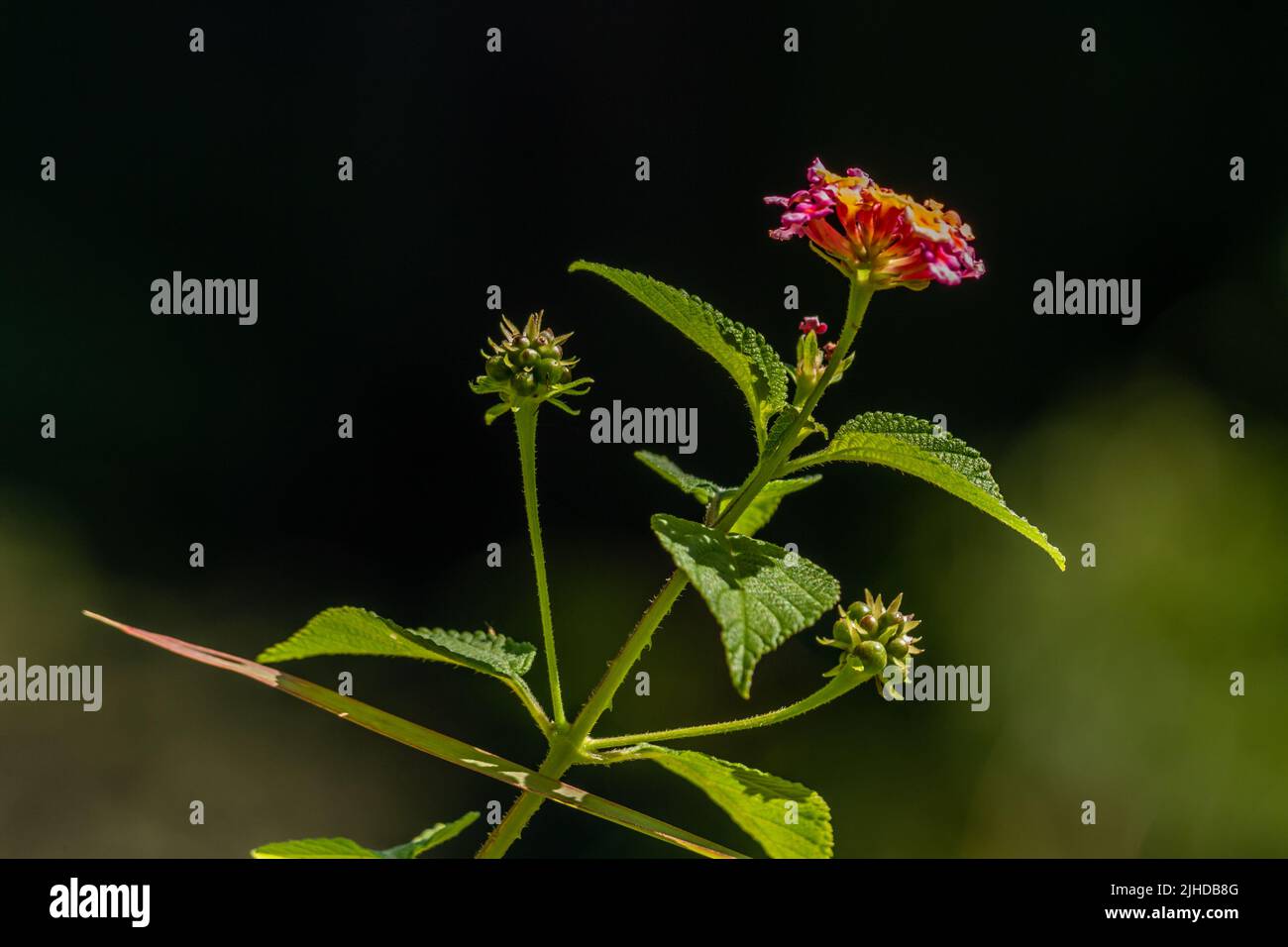 Flowers and leaves of the lantana camara plant, pink flower clusters