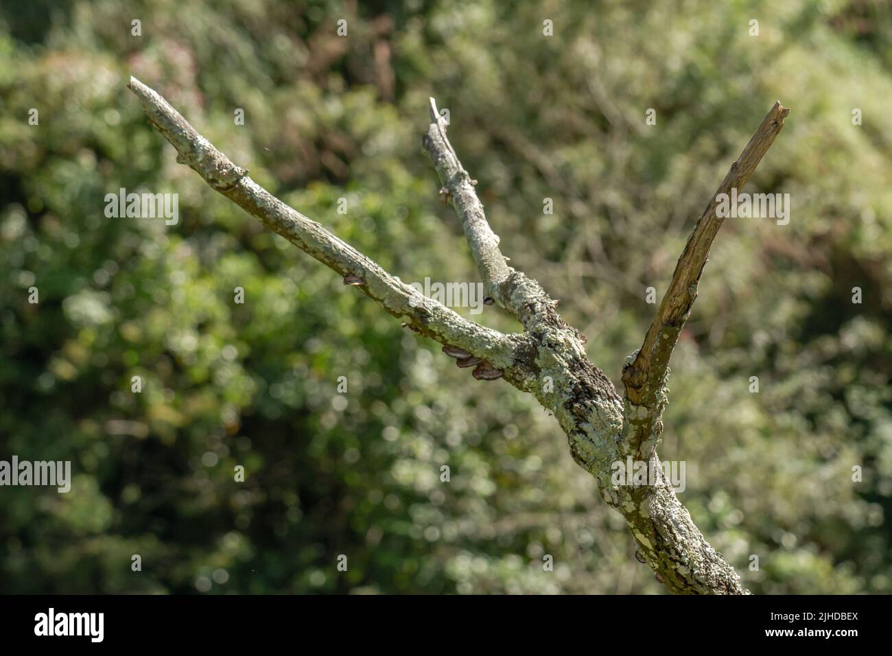 Dead tree branches, the brown wood has turned green because of moss and