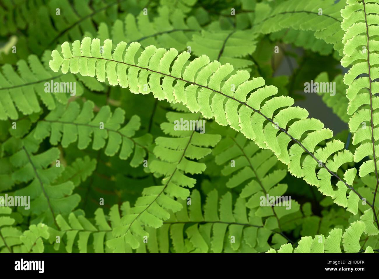 Closeup of Northern Maidenhair Fern (Adiantum pedatum) fronds, British Columbia, Canada Stock Photo