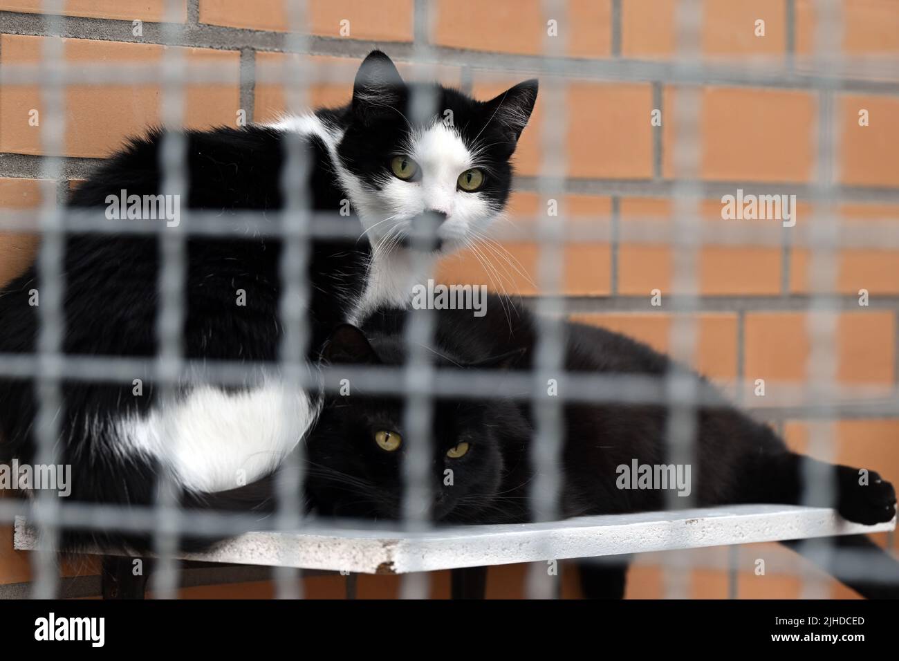 Leverkusen, Germany. 15th July, 2022. Cats sit in the Leverkusen animal