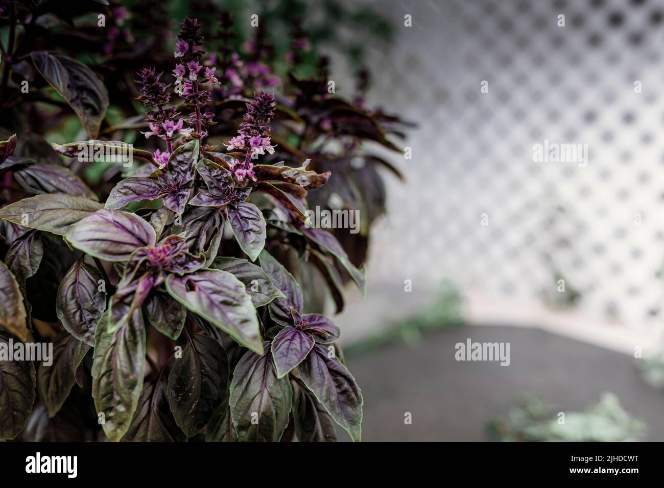 Selective focus. Purple Dark Opal Basil plant blooming in the garden