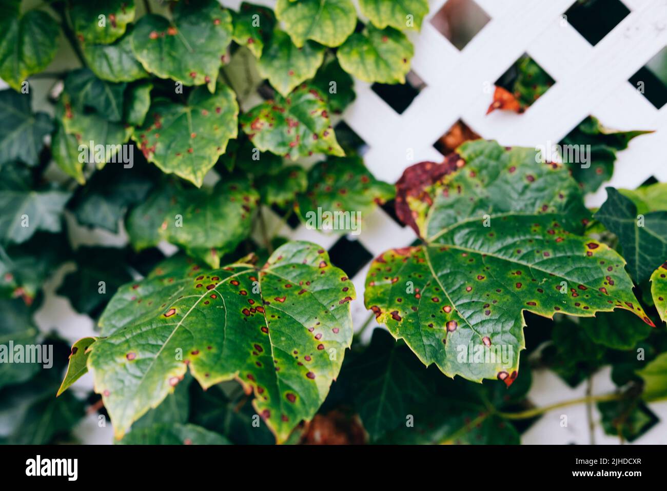 Grape leafs diseases. Angular reddish brown spots with shot-hole centers on grape leaves caused by anthracnose of grape. Grape rust. Stock Photo