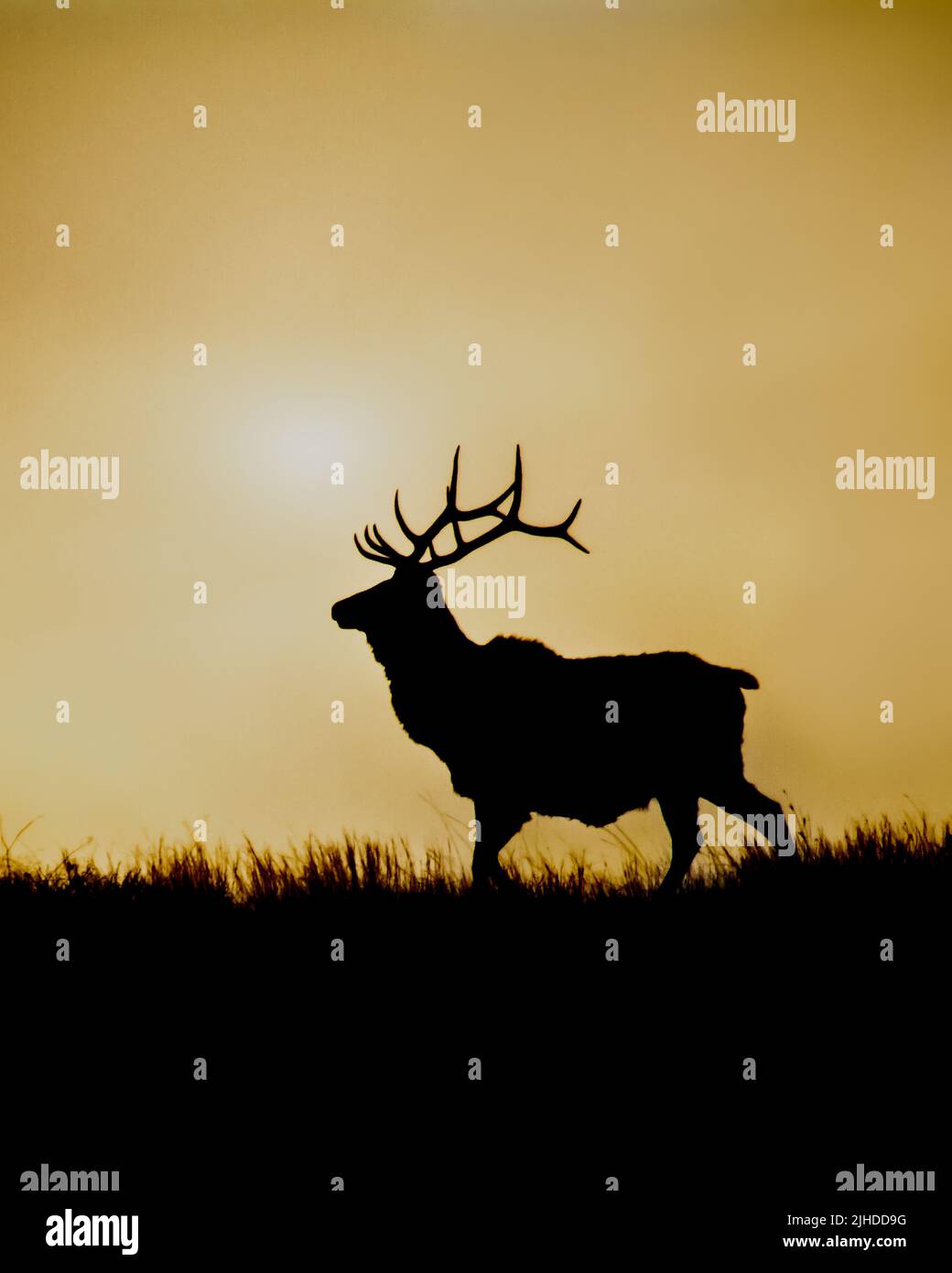 Rocky Mountain Elk Silhouette at Sunset Stock Photo - Alamy