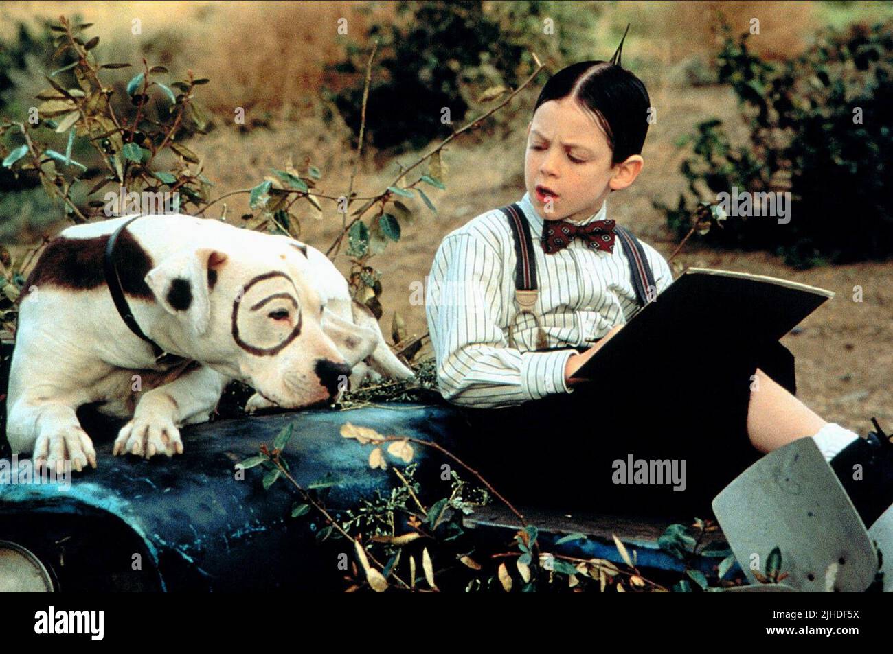 What kind of dog is on sale in little rascals