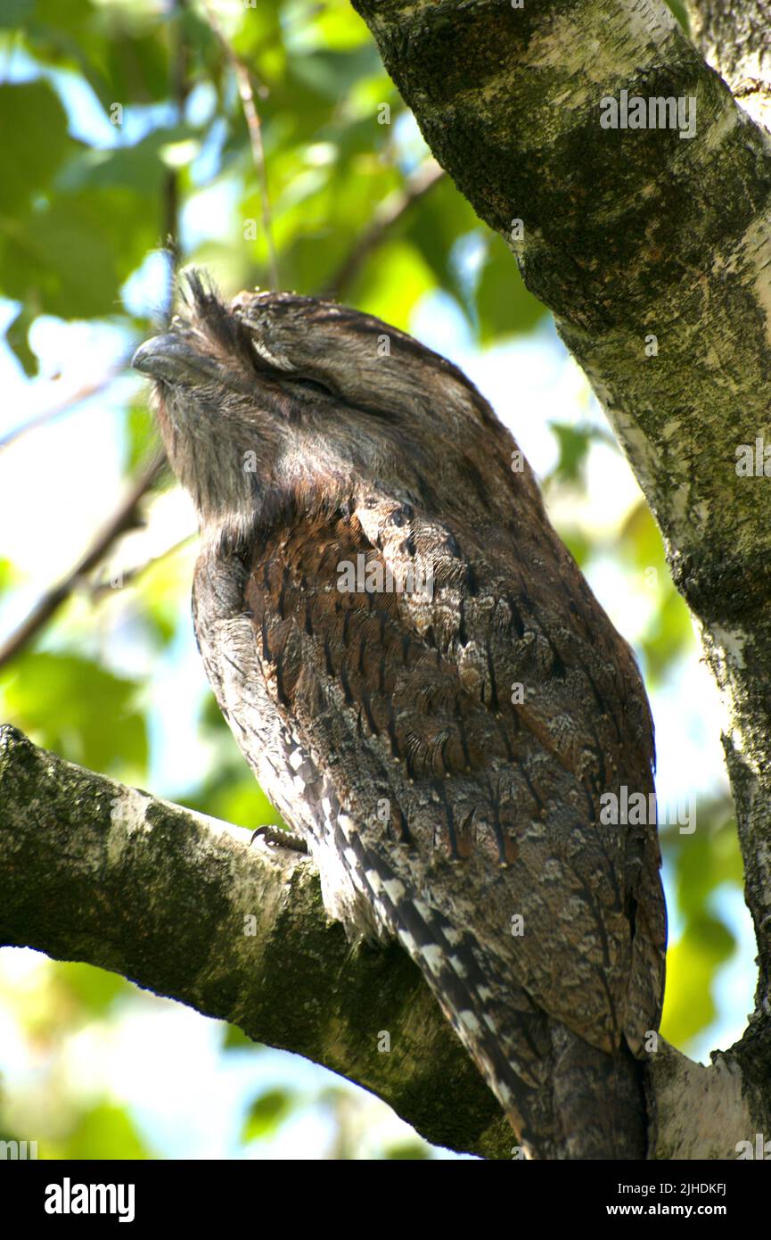 This Tawny Frogmouth (Podargus Strigoides) was a visitor to my home.Frogmouths are nocturnal, so it decided to spend the day in my tree. Stock Photo