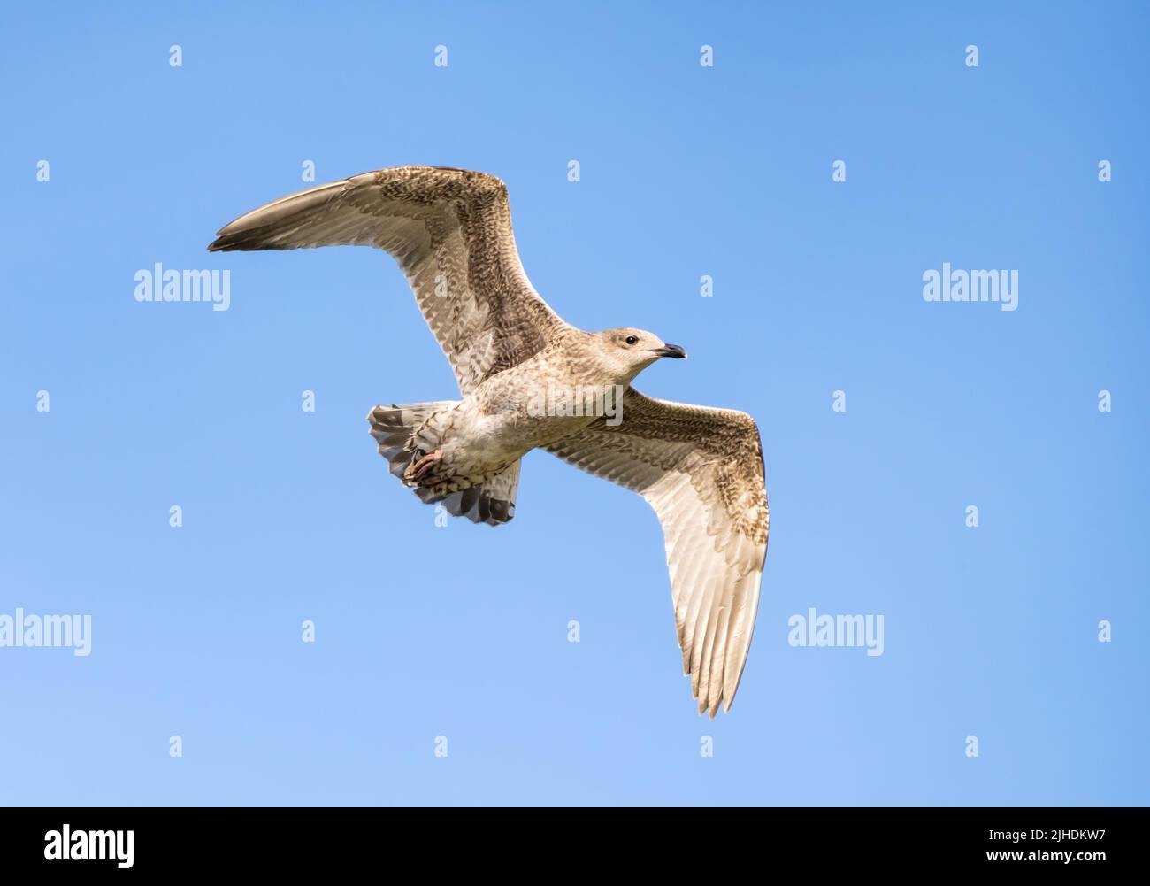 Juvenile Herring Gull (Larus argentatus) soaring, in flight, flying with wings stretched out against blue sky over a beach on a Summer day in the UK. Stock Photo