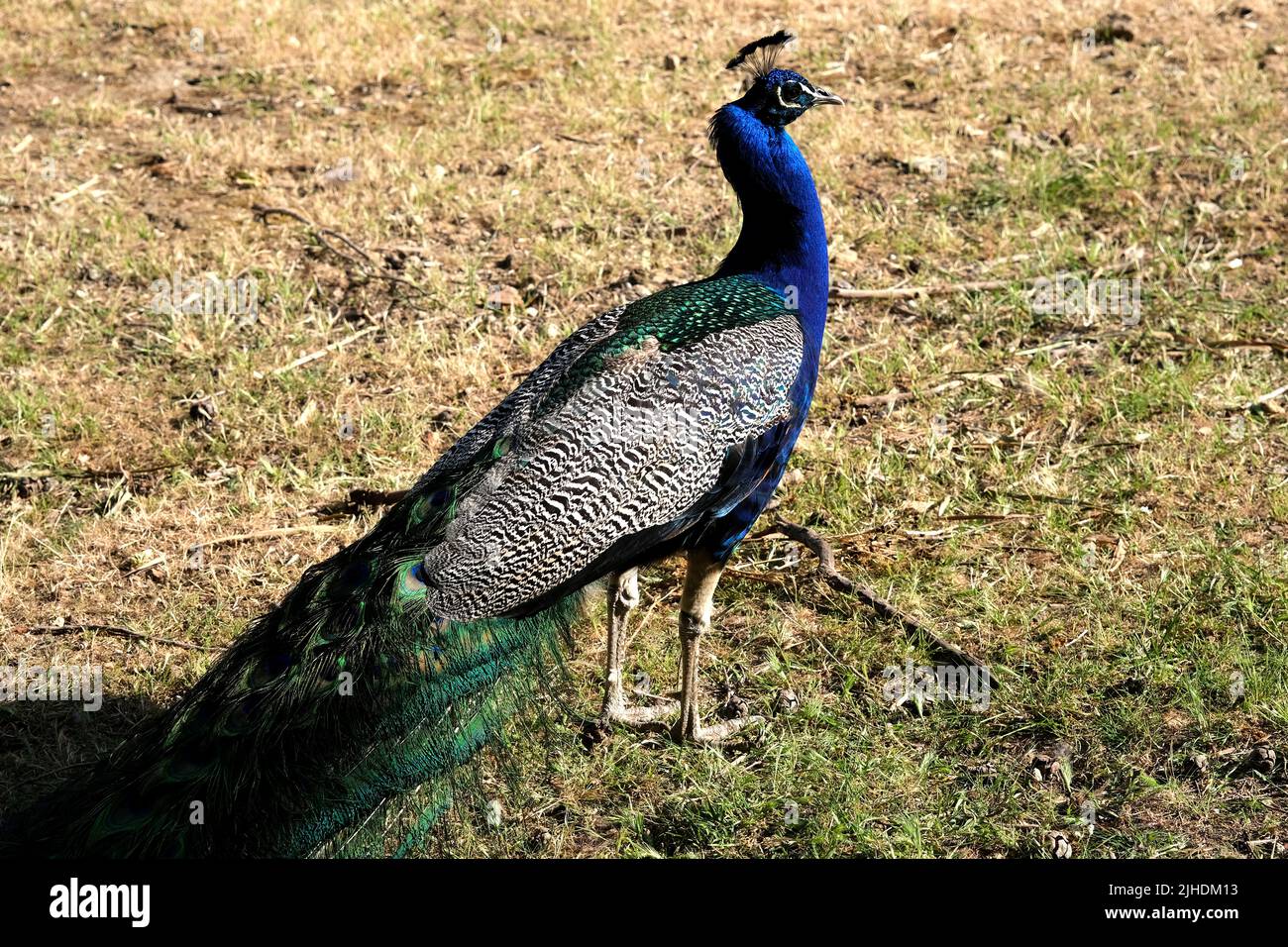 Peacock displaying its plumage Stock Photo