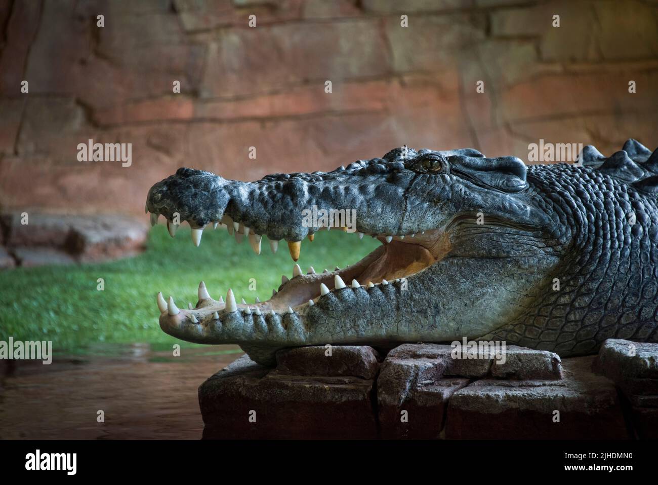 A side view of a head of an American alligator (Alligator mississippiensis) with an open jaw on stones Stock Photo