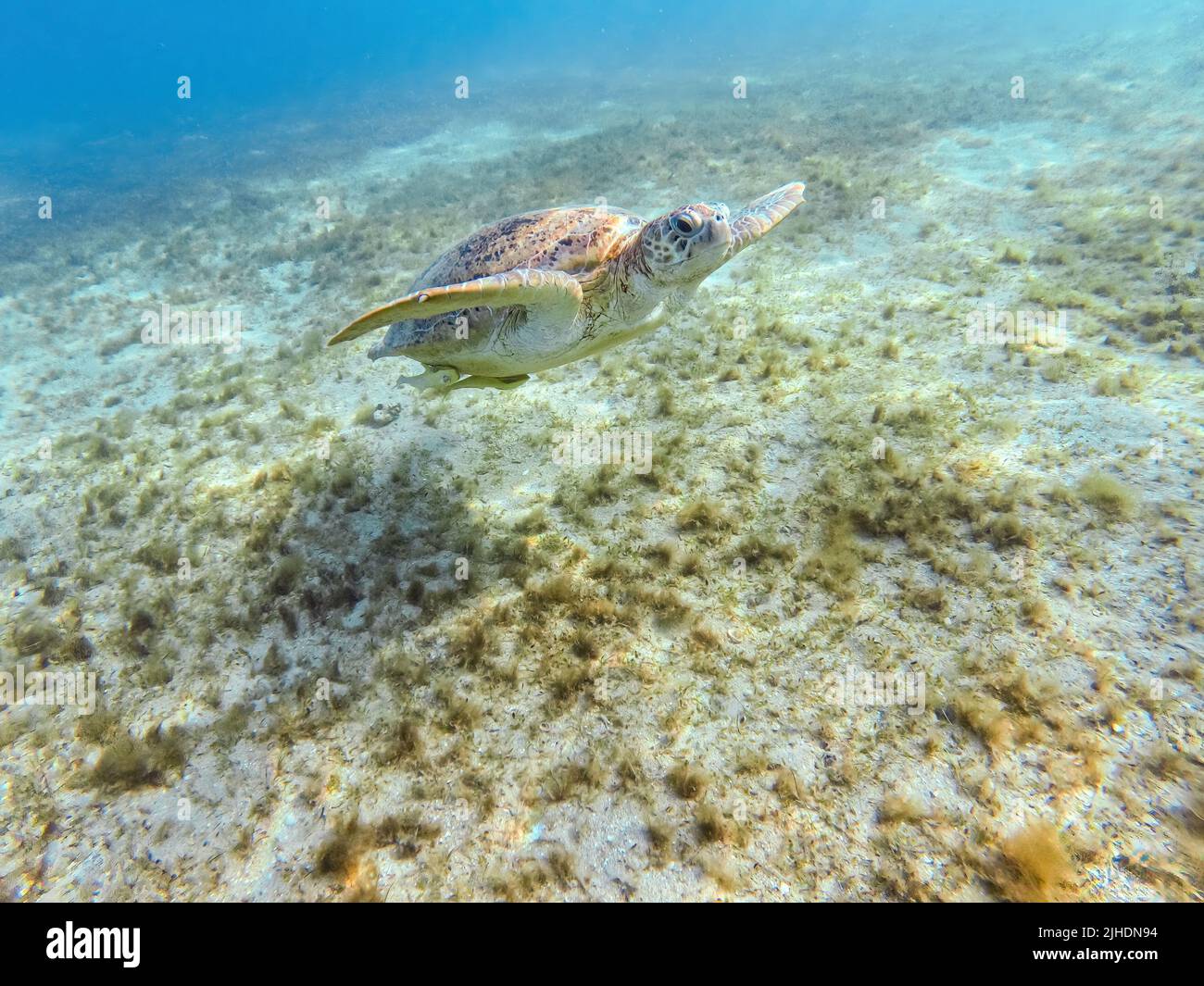 Beautiful big adult green sea turtle (Chelonia mydas) swim in red sea, Marsa Alam, Egypt Stock Photo