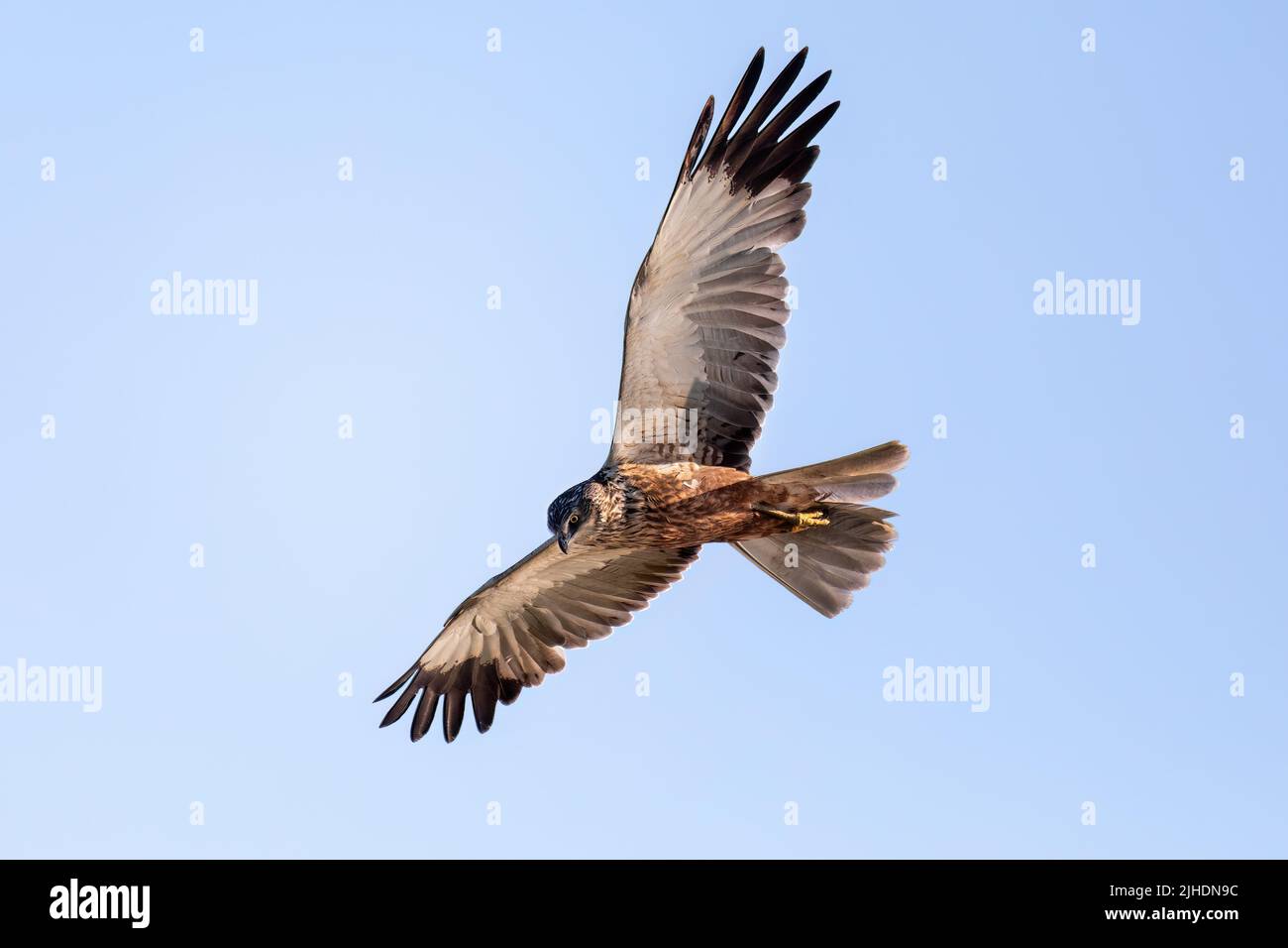 Marsh Harrier, Circus aeruginosus Flying on and hunting on on the blue sky, Birds of prey in Czech Republic, Europe Wildlife Stock Photo