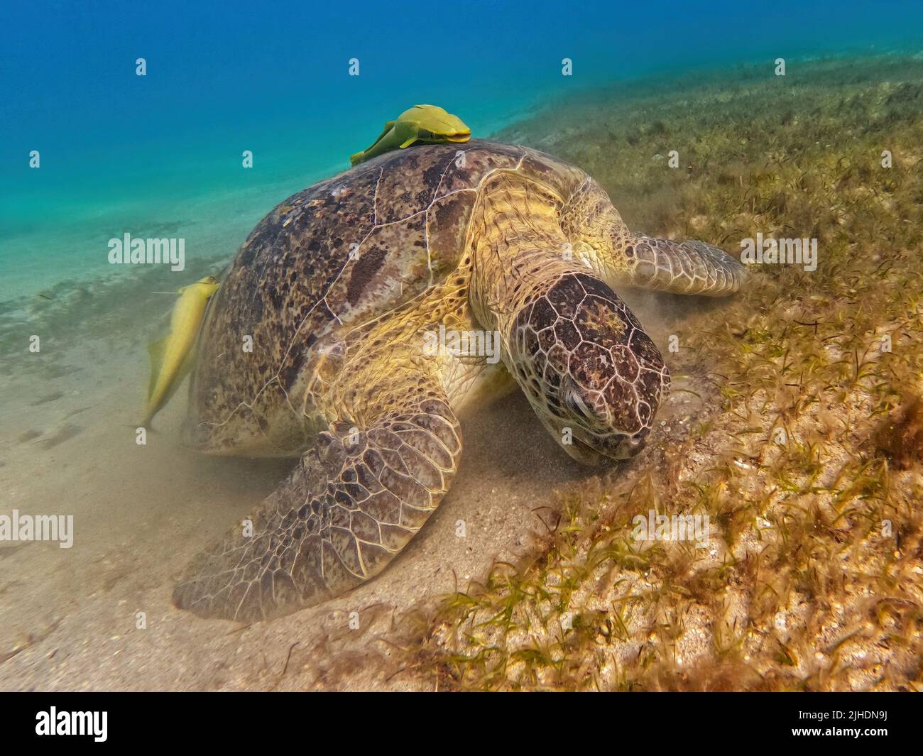 Beautiful big adult green sea turtle (Chelonia mydas) grazing in seabed in red sea, Marsa Alam, Egypt Stock Photo