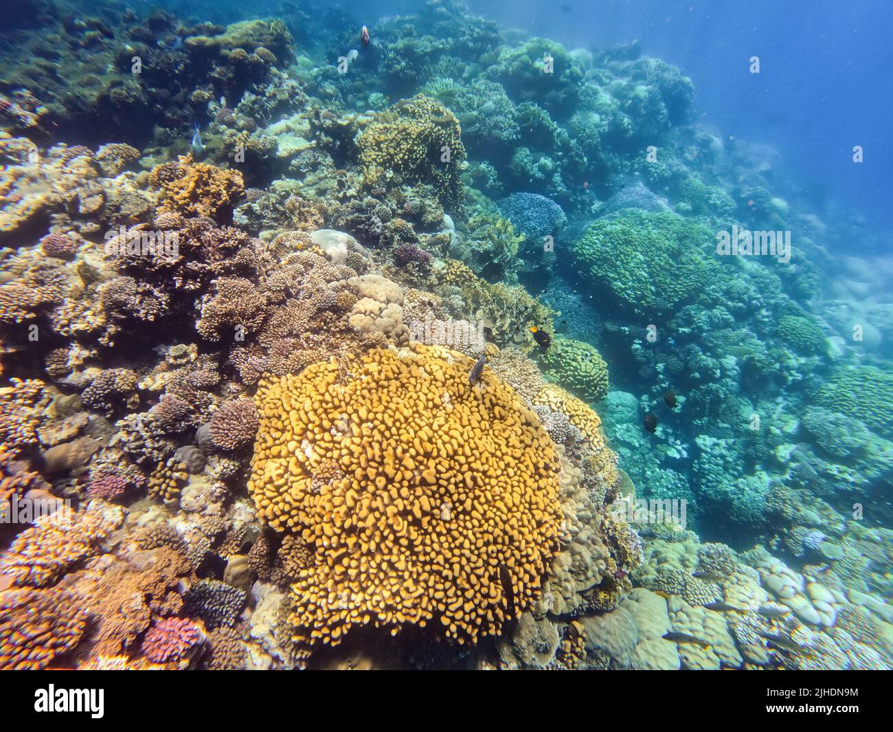 Underwater landscape, beautiful diversity of colorful coral reef garden and fish in amazing red sea, Marsa Alam, Egypt Stock Photo