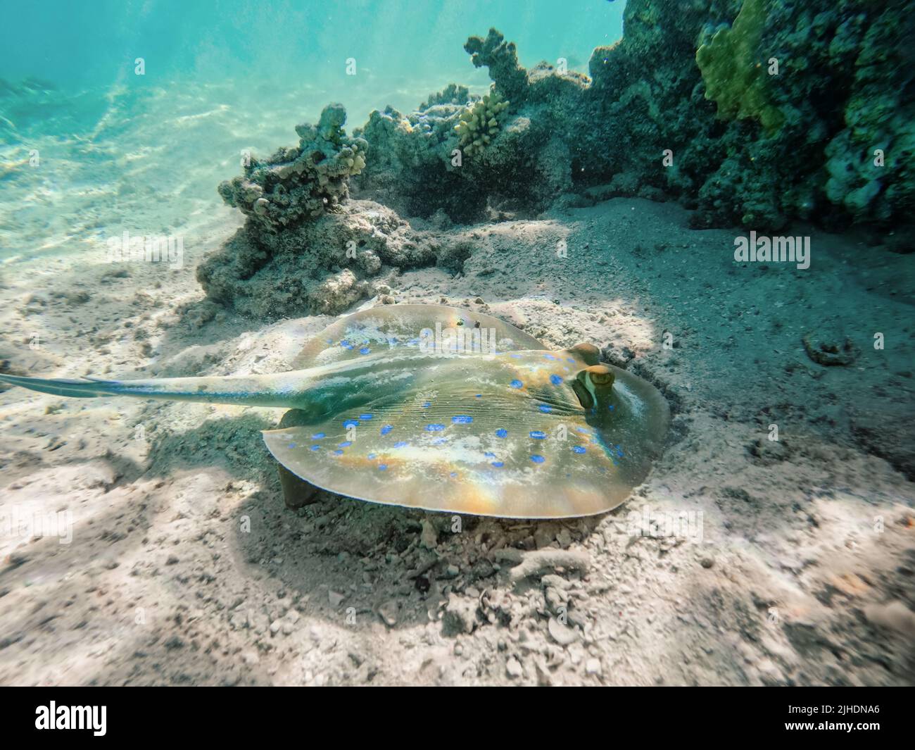 Bluespotted ribbontail ray (Taeniura lymma) species of stingray in the Red Sea, Amazing underwater animal in Marsa Alam, Egypt Stock Photo