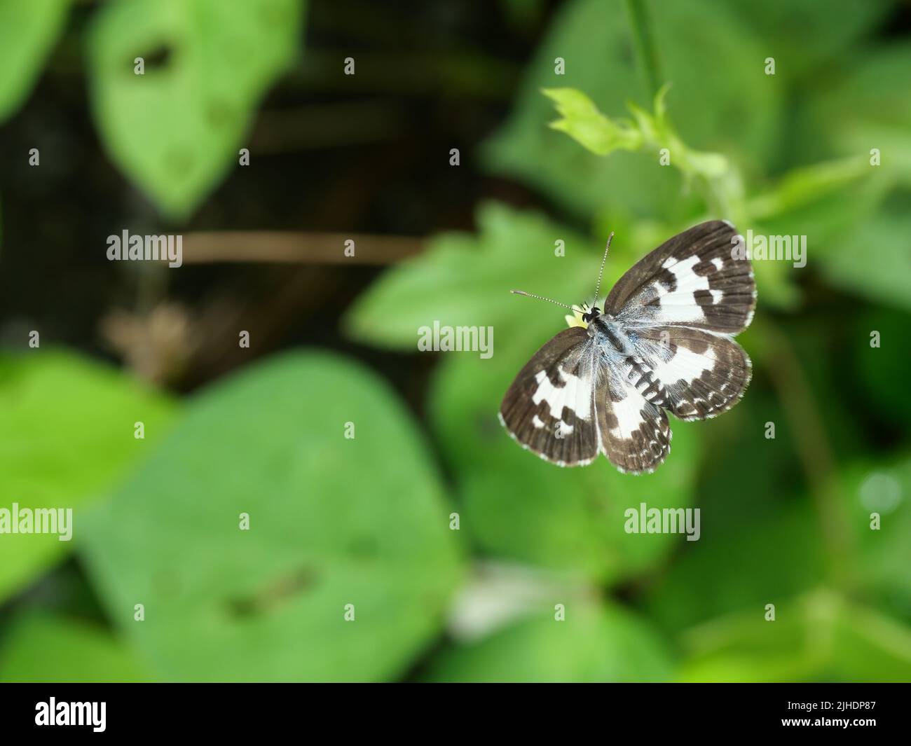 Common Pierrot butterfly with natural green background , Stripes and brown spots on white wings of insect, Thailand Stock Photo