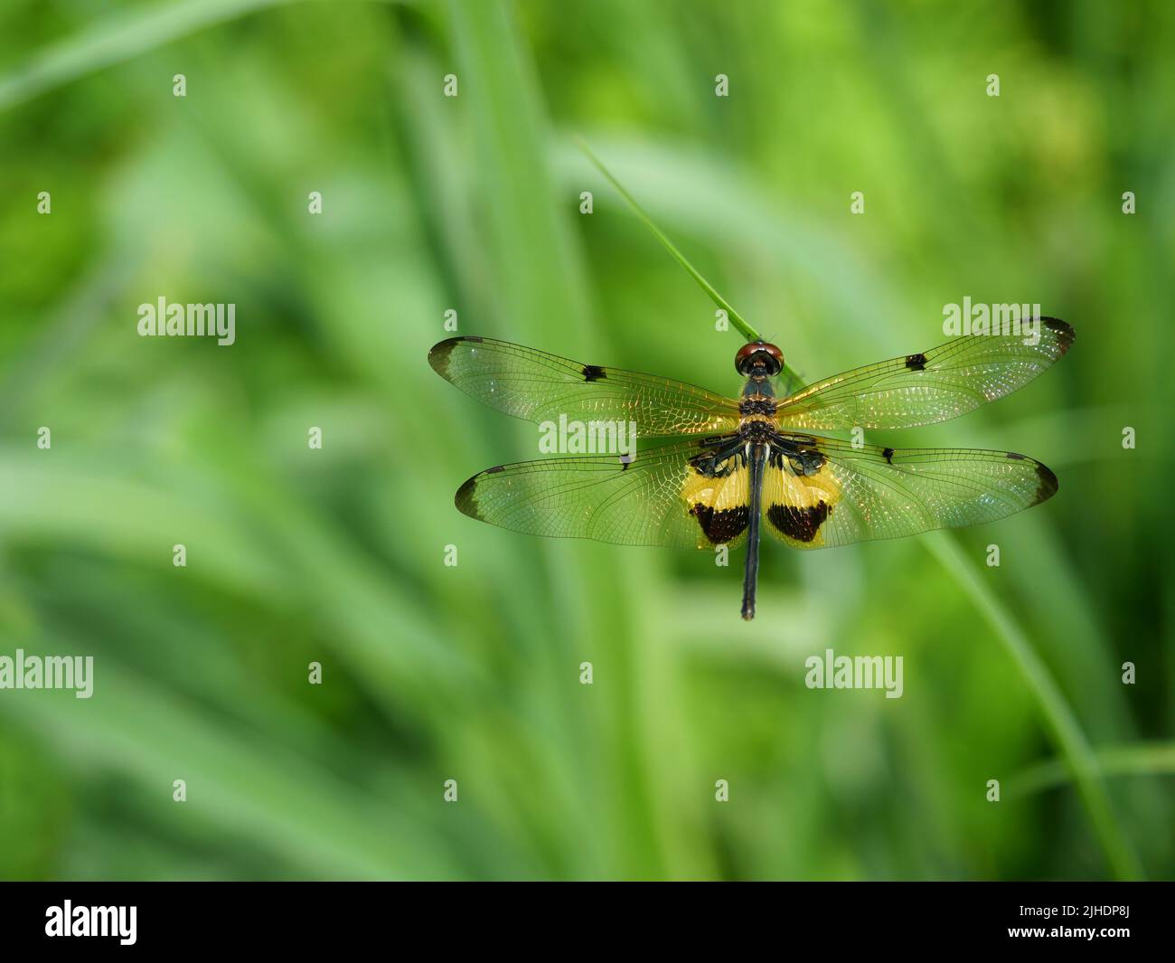 ellow - barred flutterer ( Rhyothemis phyllis ) dragonfly with brown pattern on the side of the body , Predator insects on leaf with natural green Stock Photo