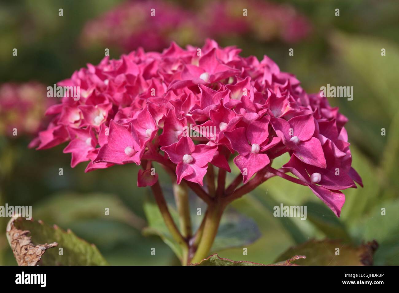 Pink Hydrangea, Wales Stock Photo