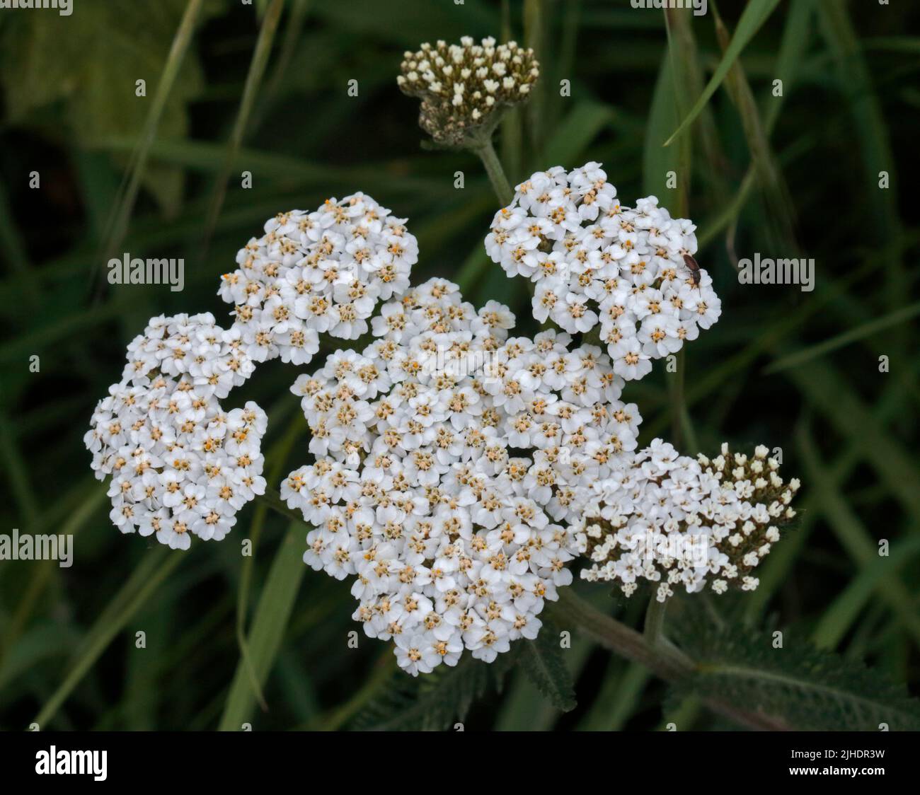 Wild Achillea (Yarrow), Wales Stock Photo