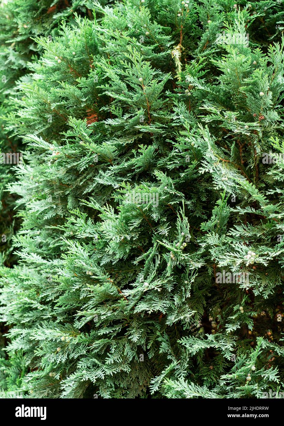 weihnachtsstern rosa kaufen Clara Tischstern Rosa – Markslöjd