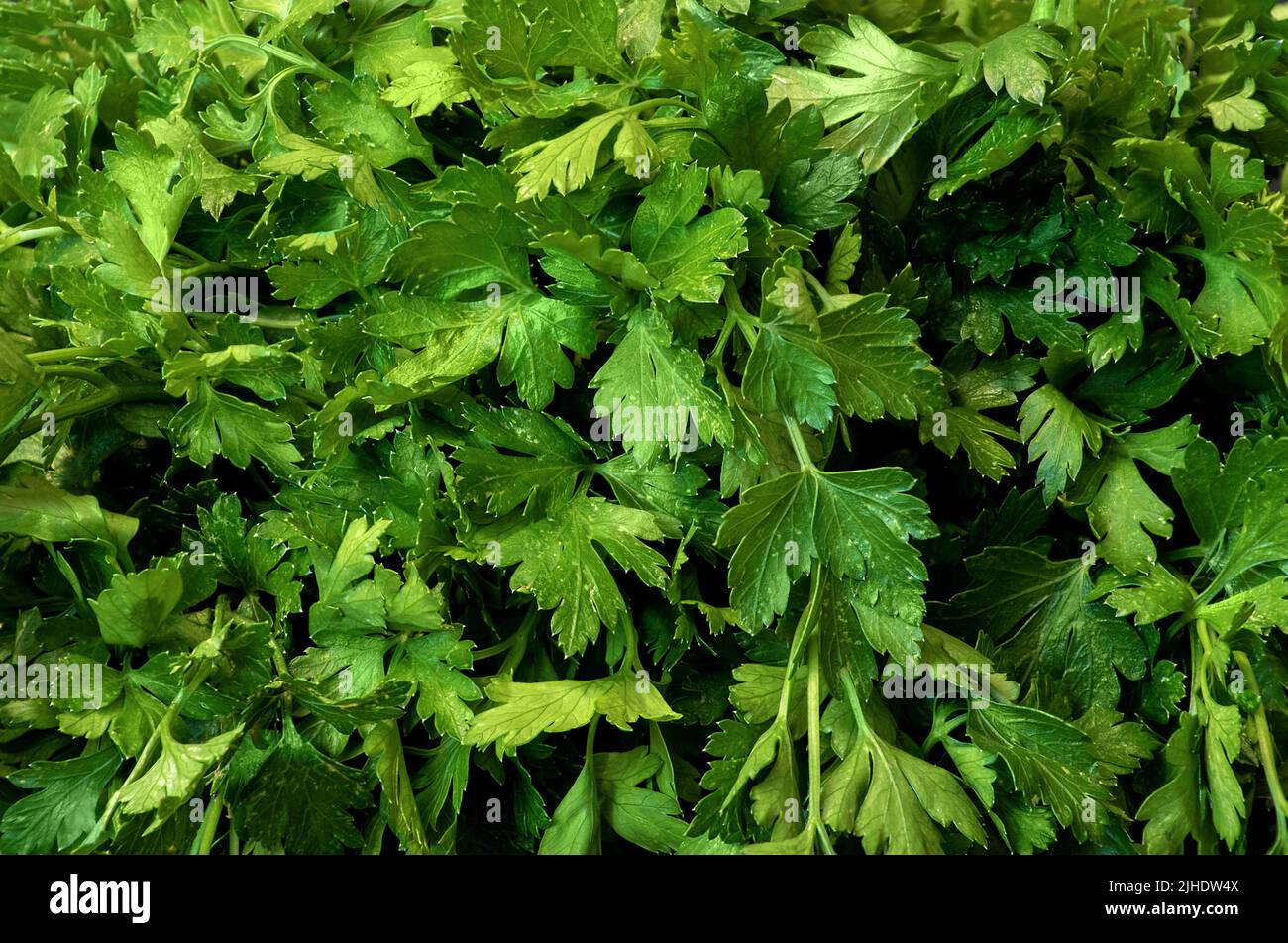 a Image of parsley leaves green background Stock Photo - Alamy