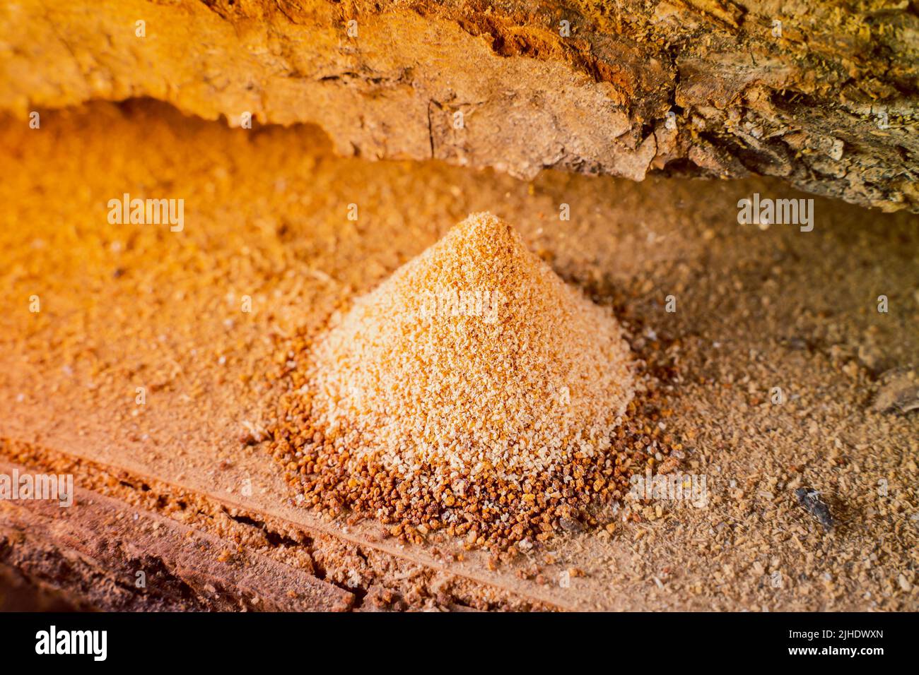 The result of the work of wood pest insects closeup. Wood chips under