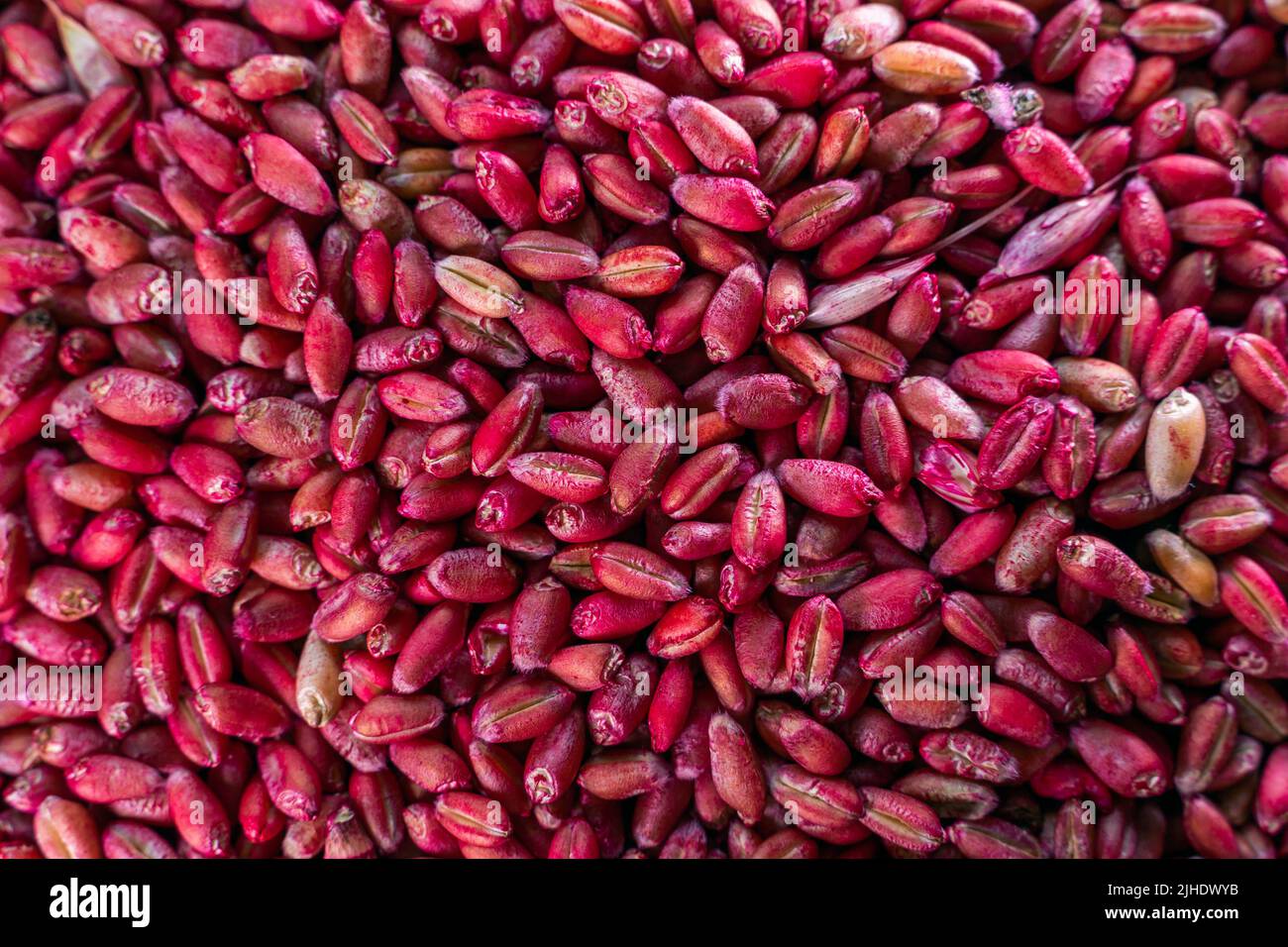 Poison for rodents from wheat dyed in a bright rich red pink color. Poison bait for field mice Stock Photo