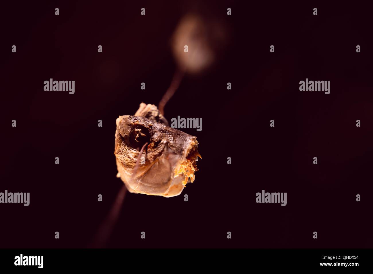 Dry fish head crucian carp closeup on a dark background. Wire with a tall dried fish head Stock