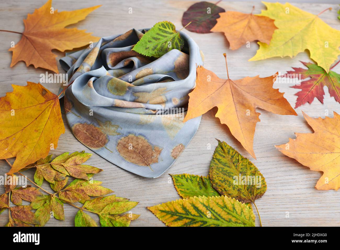Hand-dyed silk scarf surrounded by autumn leaves. Eco-print technique Stock Photo