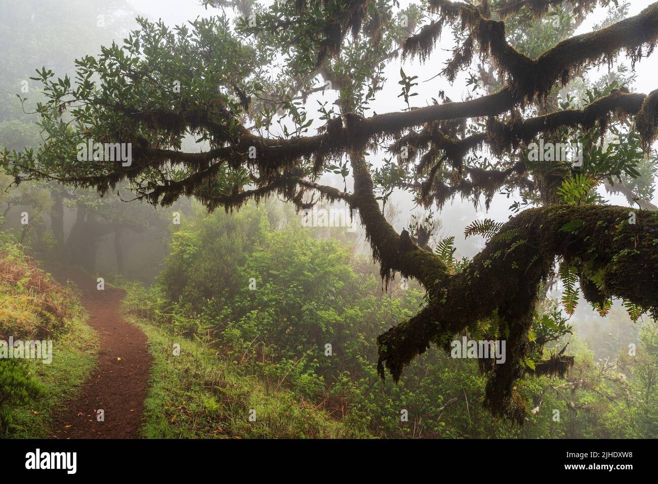 Vereda do Fanal hiking trail in misty Laurisilva forest in Madeira Stock Photo