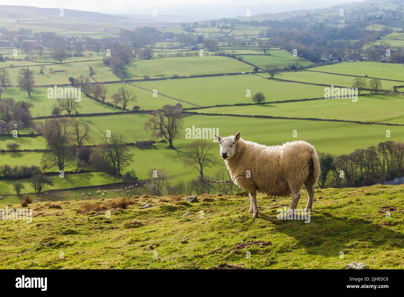 A scenic view of the Teesdale countryside with the sheep grazing on the fells near Middleton in Teesdale,England,UK Stock Photo