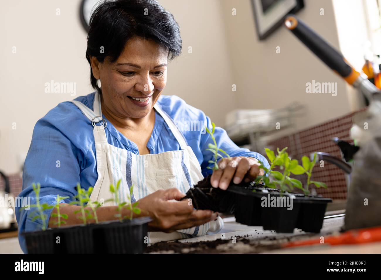 Low angle view of smiling biracial mature woman with short hair planting saplings in seedling tray Stock Photo