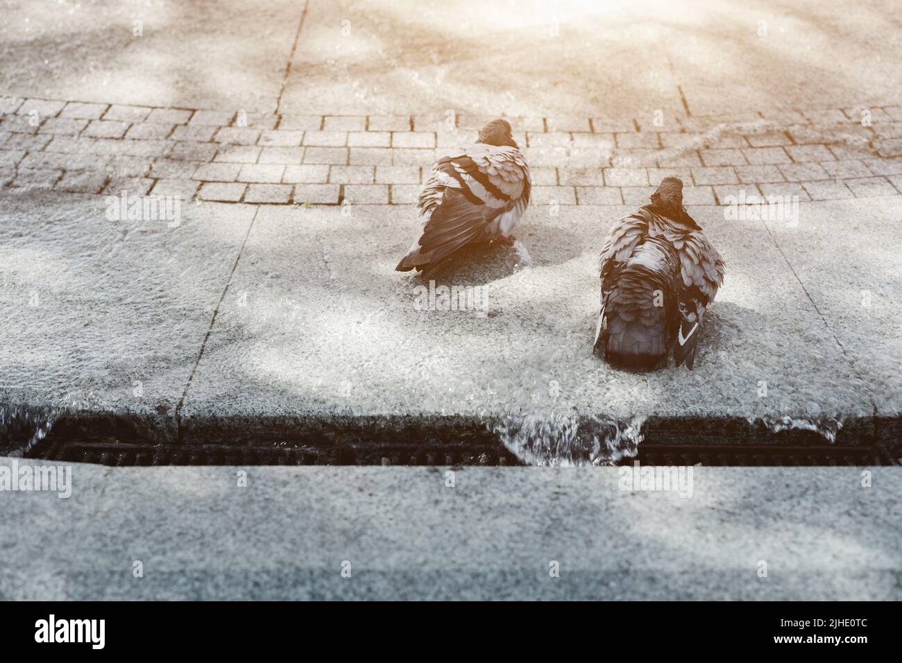 urban birds cool down in the fountain during the summer heat. pigeons