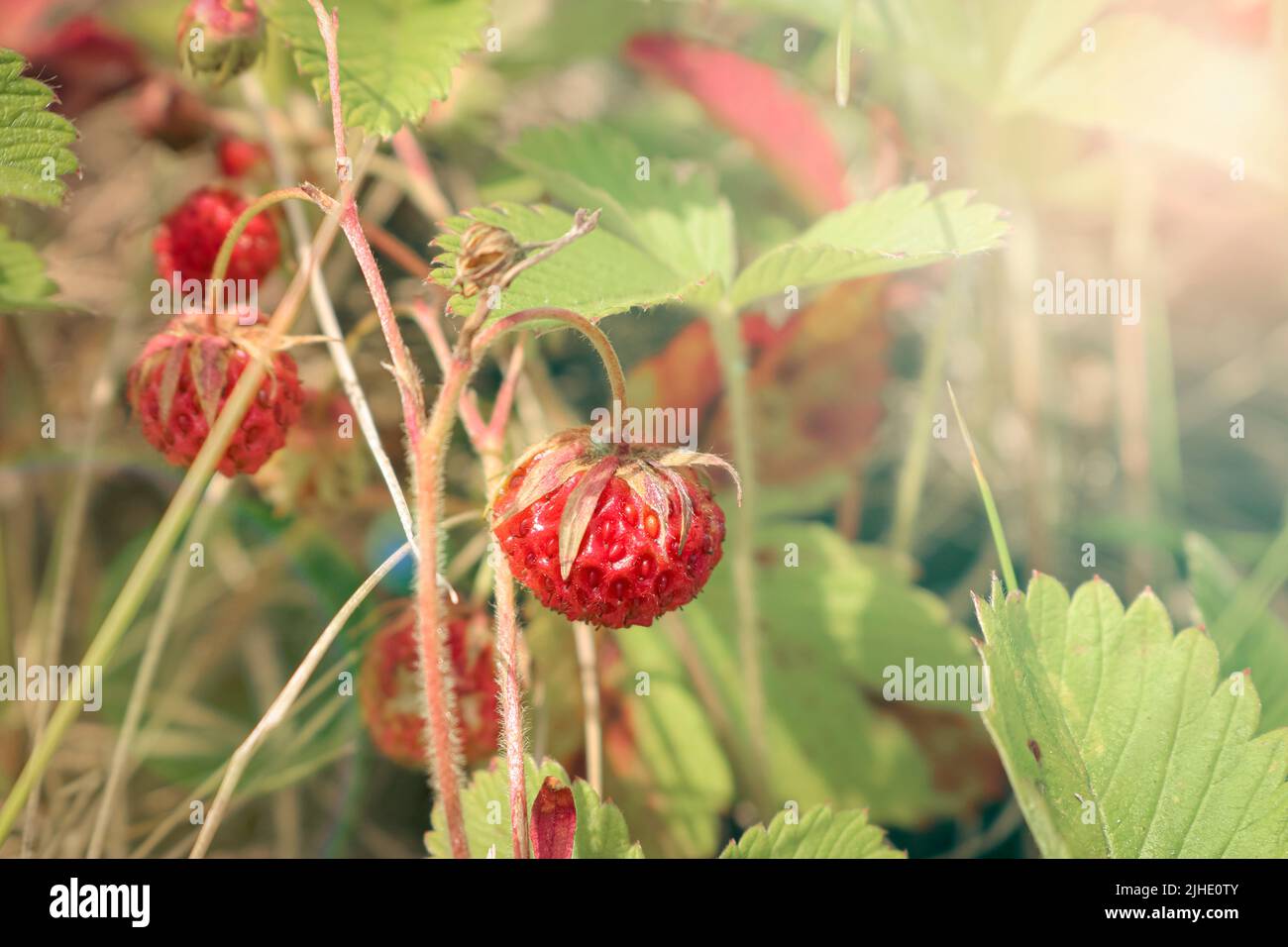 Bush with sweet berries strawberry meadow (Fragaria viridis) Stock Photo