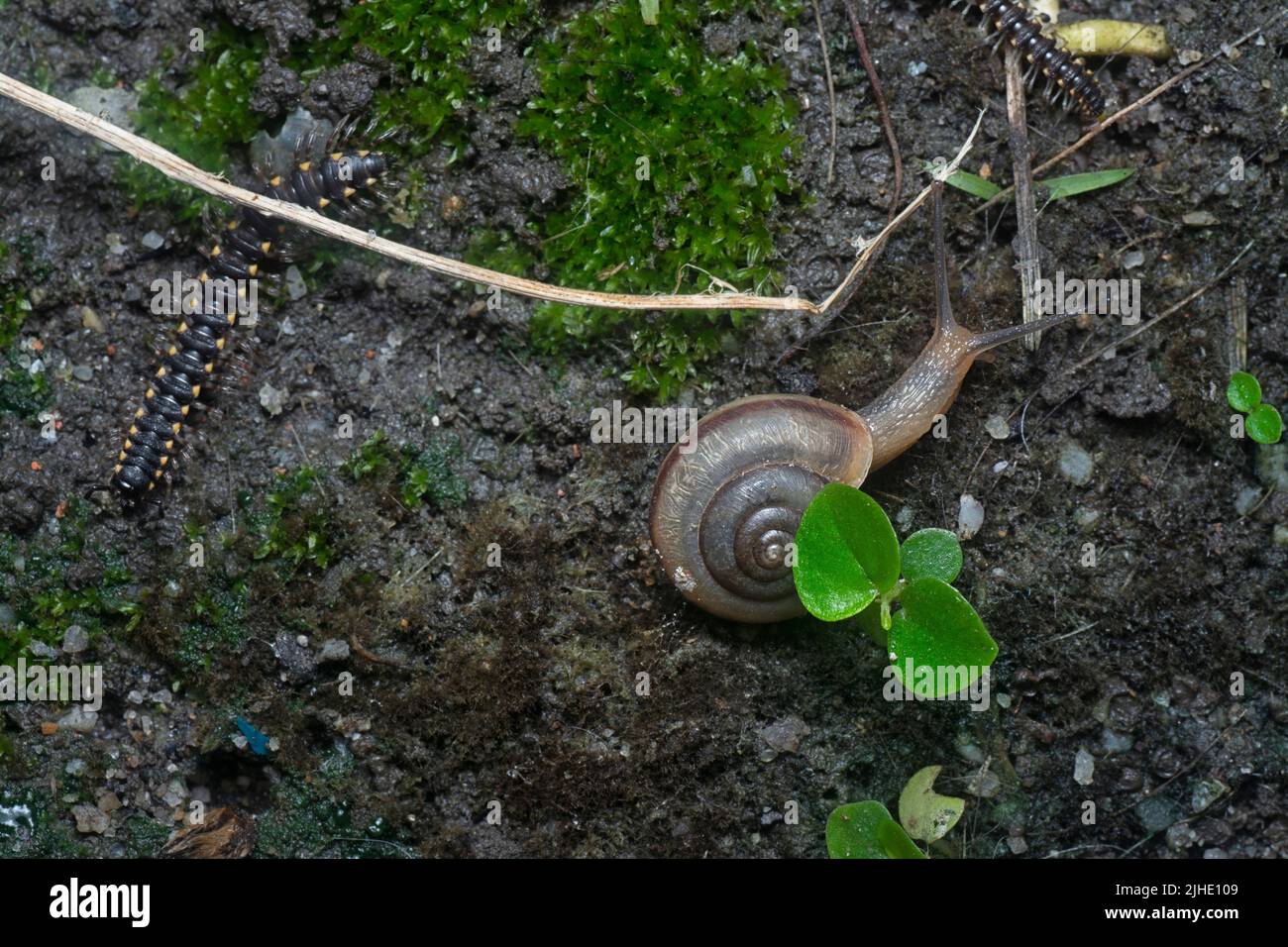 garden rotund disc snail and Yellow-spotted millipedes crawling on the ground. Stock Photo