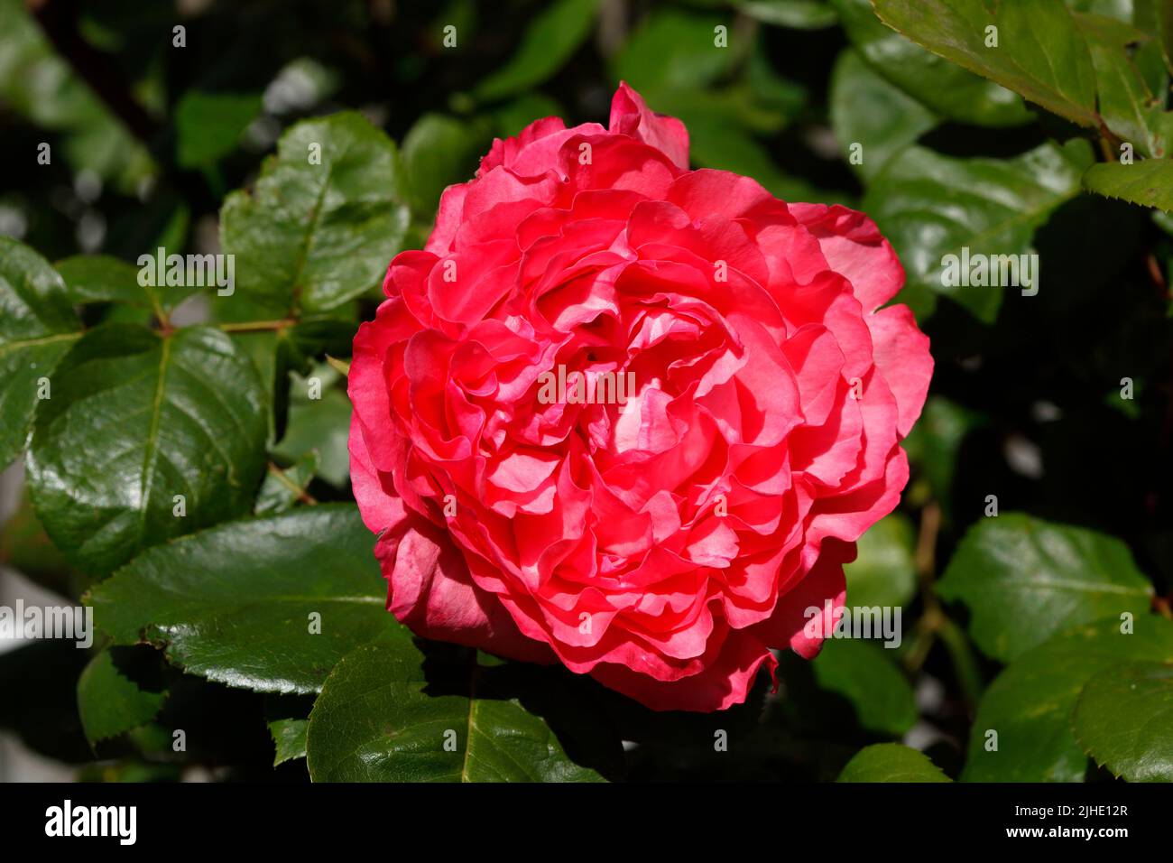 Red rose, green background, Germany Stock Photo