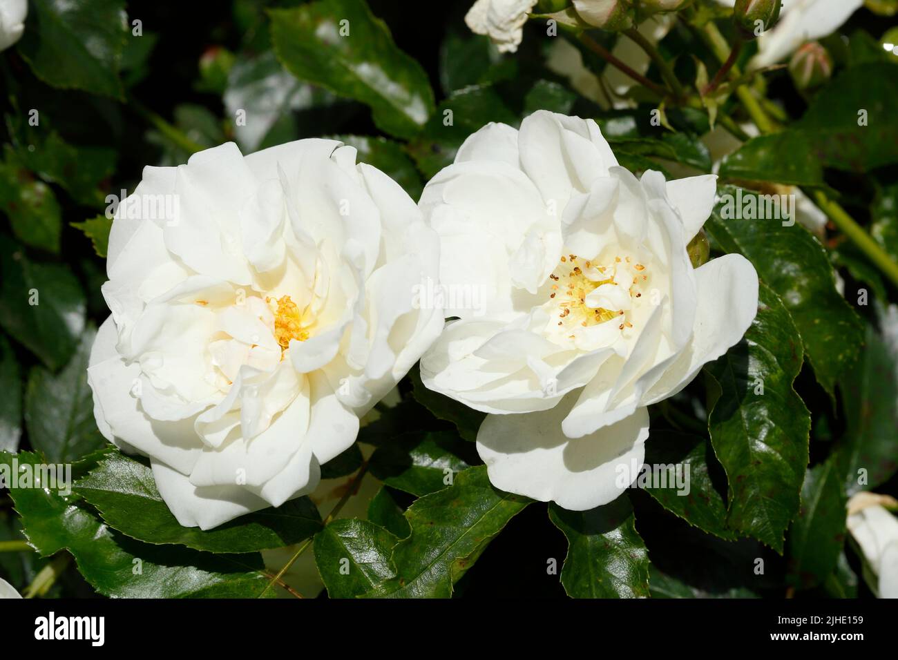 White roses, green background, Germany Stock Photo