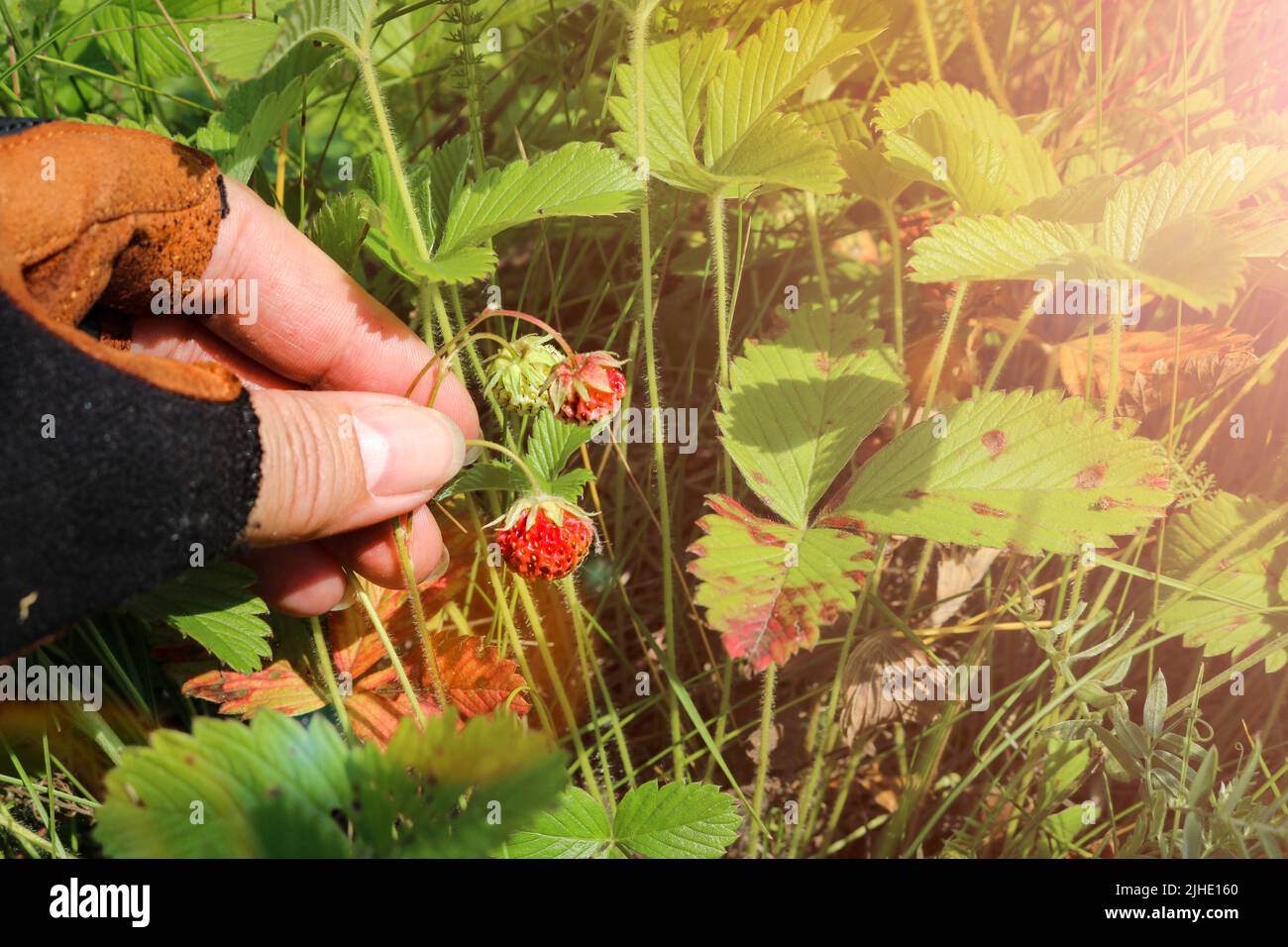 Harvesting wild strawberry meadow (Fragaria viridis) on grass background. Stock Photo