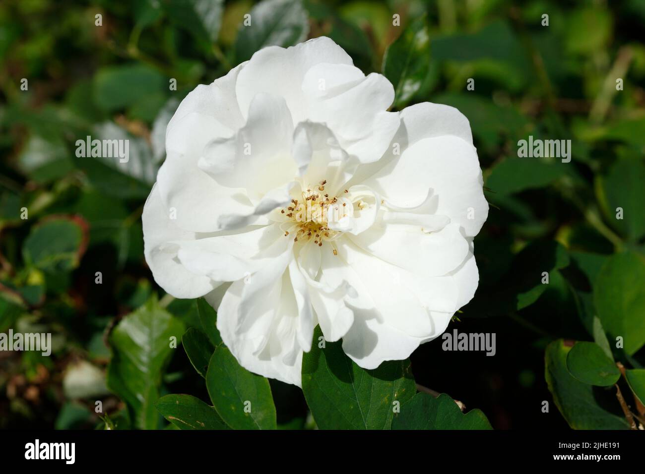 White roses, green background, Germany Stock Photo
