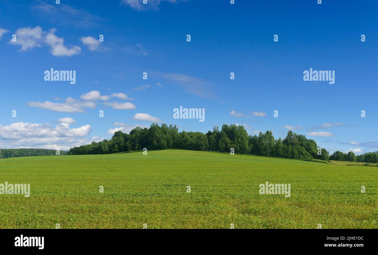 Summer field landscape background. Green meadow with hill, grass ...