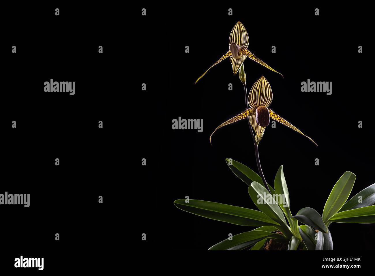 Blooming Paphiopedilum rothschildianum orchid specie on black background. Endangered terrestial and lithophyte orchid that is endemic to Kinabalu moun Stock Photo