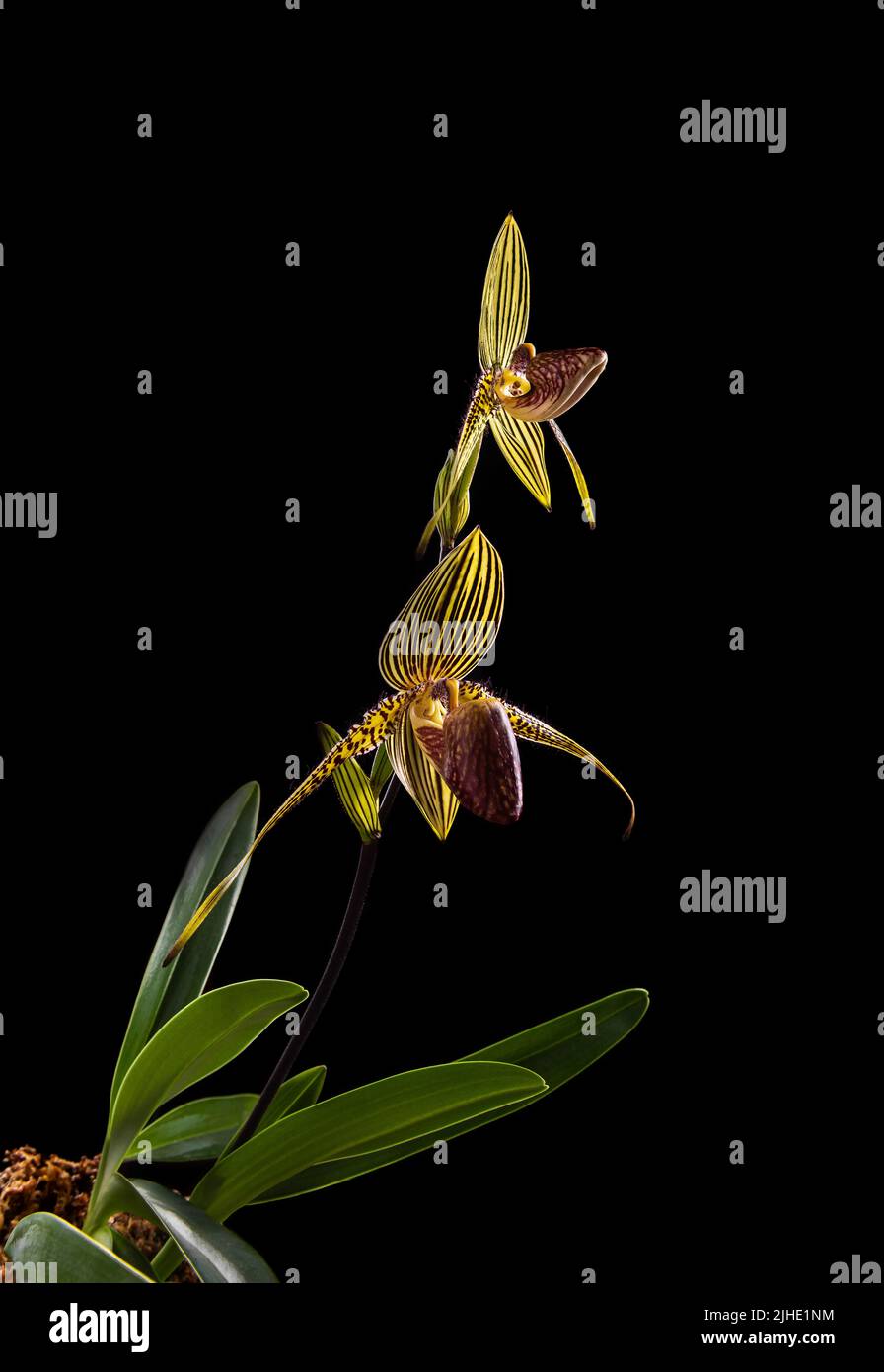 Paphiopedilum rothschildianum orchid specie in bloom. Side view. Black background. Two flowers. Endangered terrestial and lithophyte orchid, endemic t Stock Photo