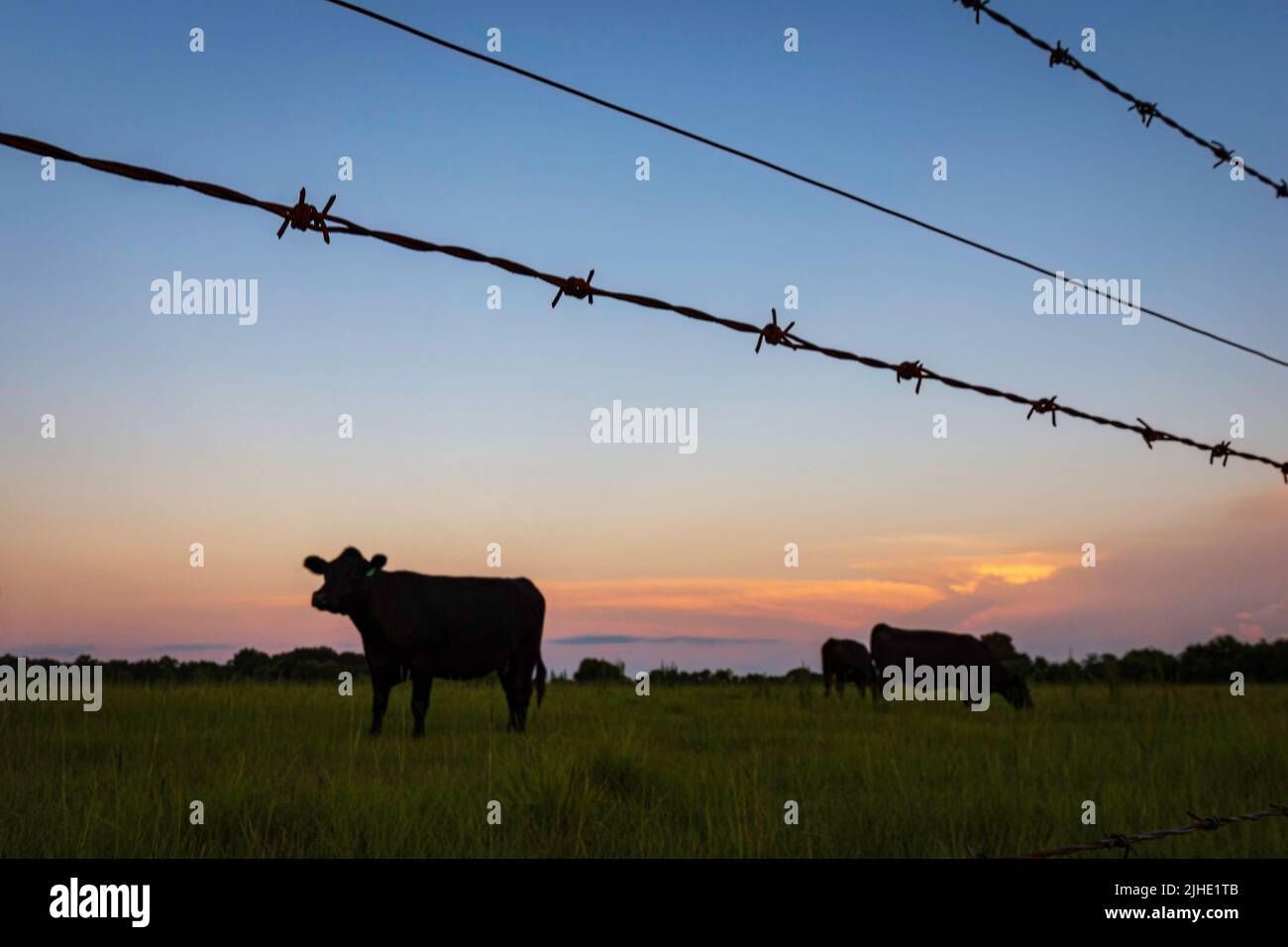 Agricultural background - barbed wire in focus in foreground with beef cattle in silhouette against a colorful sunset in the background. Stock Photo
