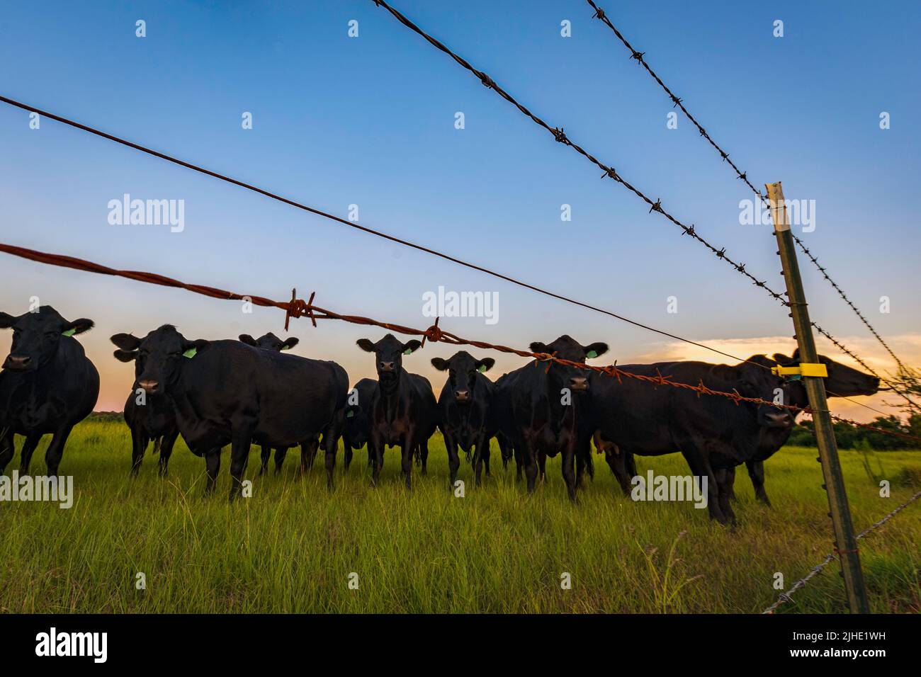 Herd of black Angus cows gathered at the fenceline looking at the camera in a lush pasture during dusk. Stock Photo