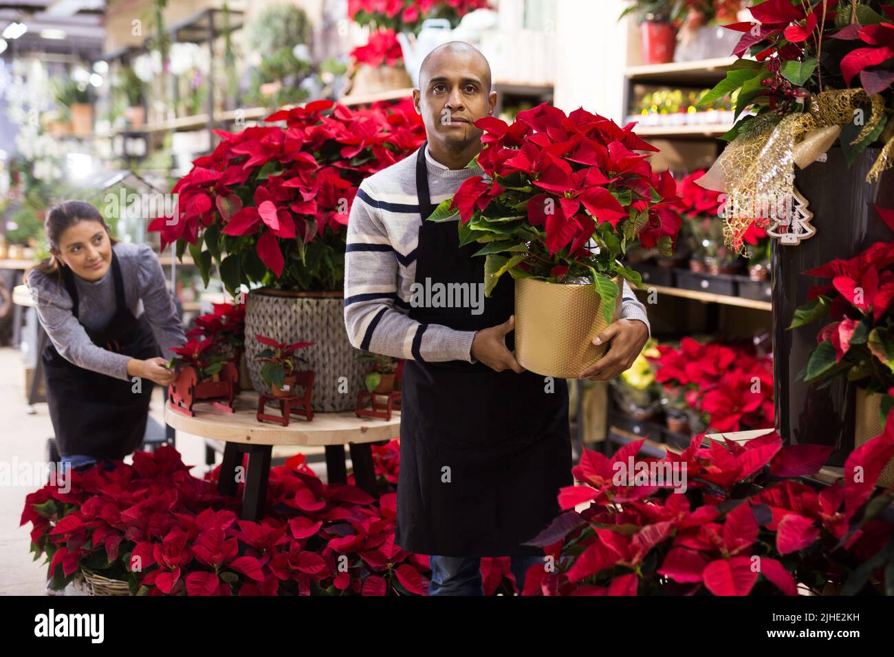Friendly male flower shop owner offering blooming potted plants