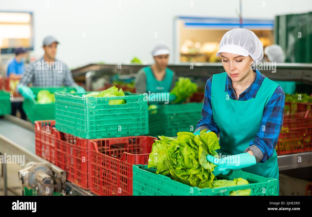 Female employee of sorting factory packing lettuce into boxes Stock ...